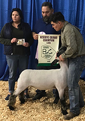 Harms Show Lambs Winners