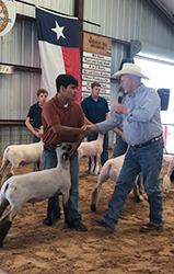 Harms Show Lambs Winners