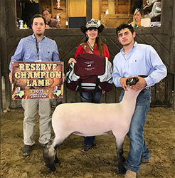 Harms Show Lambs Winners