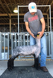 Harms Show Lambs Winners