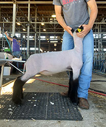 Harms Show Lambs Winners